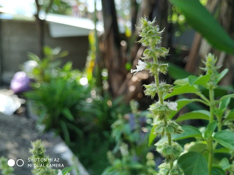 Hasil Foto Kamera Xiaomi Mi A2