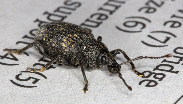 Vine Weevil, Otiorhynchus sulcatus, found just inside my window in Hayes and photographed on the Guardian, 28 September 2011.