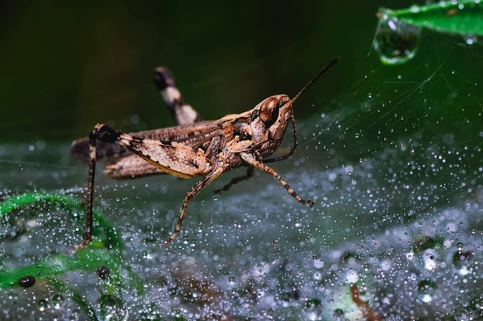 Grasshopper on the spider trap