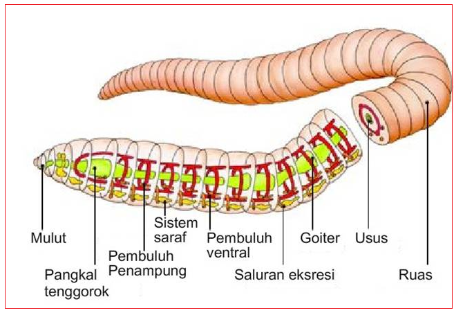 Modul IPA Kelas 5 SD Alat Pernafasan  Pada  Hewan Materi 