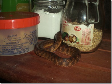 08 george the snake