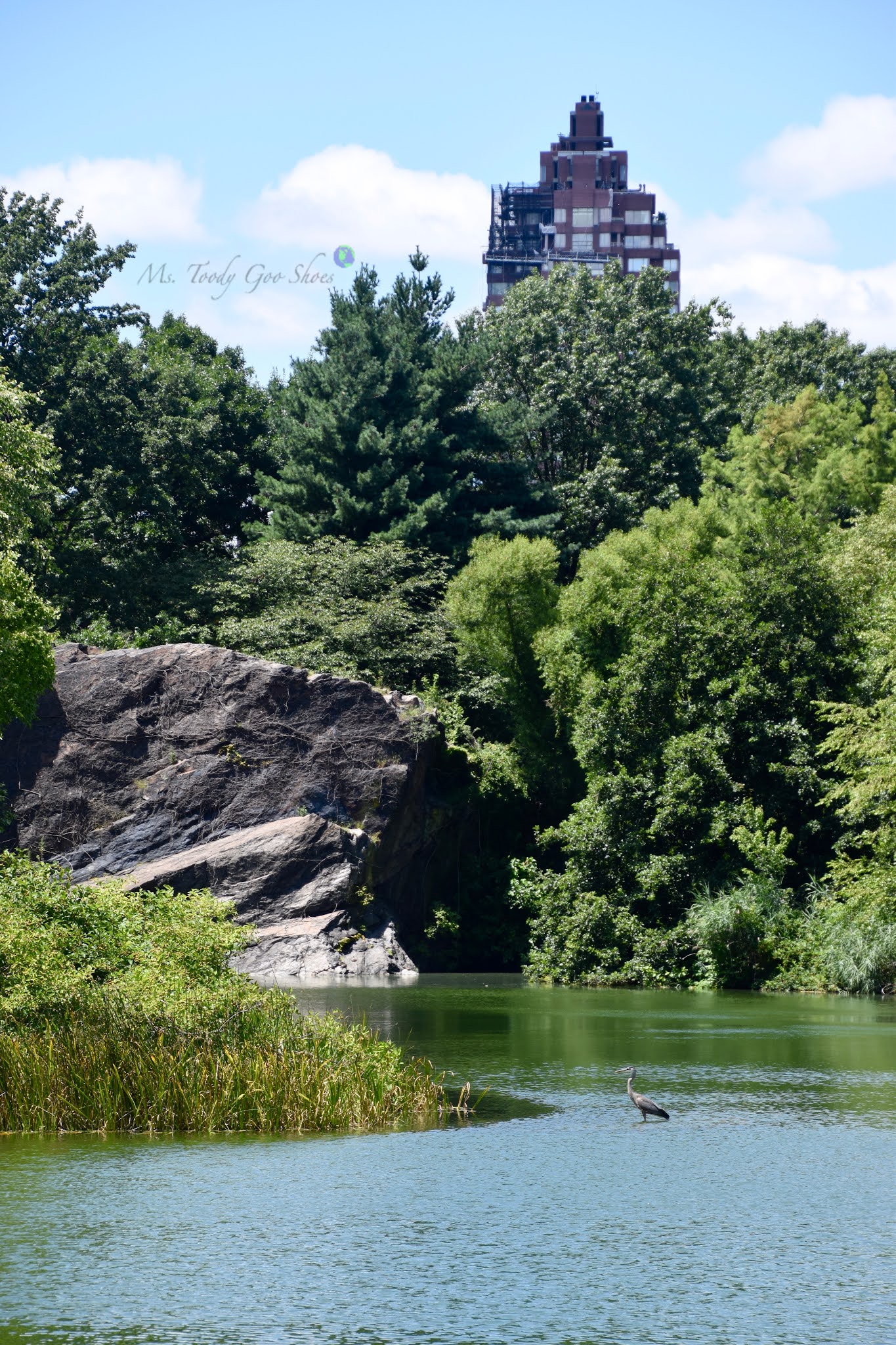 Turtle Pond and Belvedere Castle are two must-see spots to visit in Central Park, New York | Ms. Toody Goo Shoes