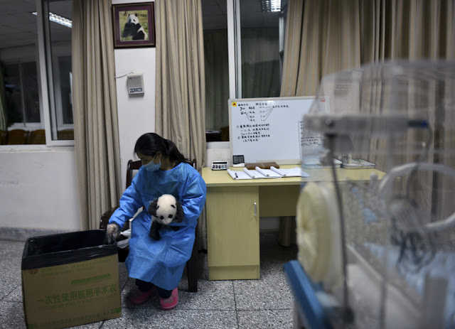 Cute baby pandas born in China, cute baby panda photos, baby pandas