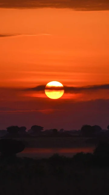 Pôr do Sol, Árvores, Arbustos, Crepúsculo, Noite