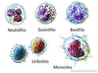Neutrófilos Eosinófilos, Basófilos linfocitos monocitos