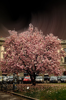 la magnolia più bella del mondo