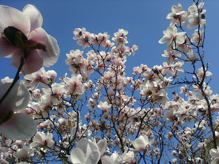 Magnolia Trees Image