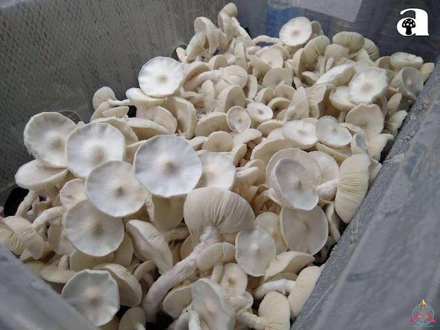 Albino Avery Mushrooms_4