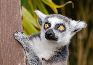 Lemur close-up photo