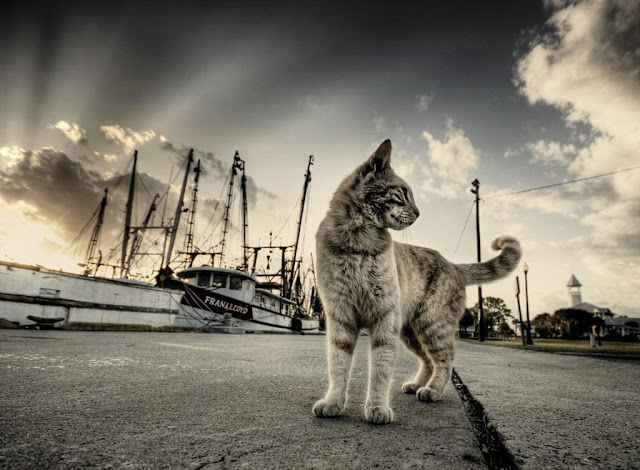 gambar-gambar kucing, foto kucing lucu, wallpaper kucing imut