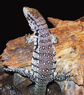 Memelihara Argentine Tegu