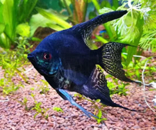 Black Lace Angelfish