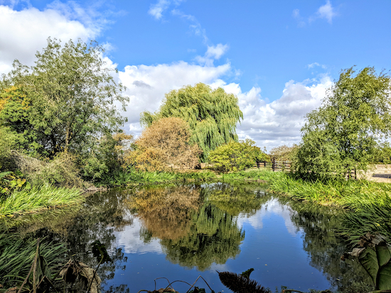 The pond at Standon Lodge Farm