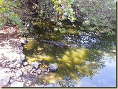 20140224_Crocs 3 (Small)
