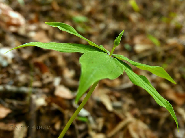 Paris verticillata