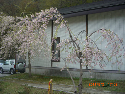 板室温泉 ドライブのしだれ桜