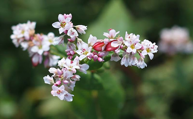 Buckwheat Flowers Pictures