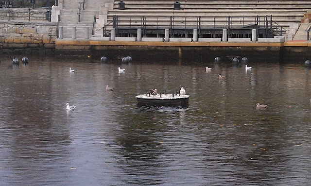 birds in park