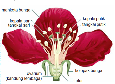 TRENDING TOPICS Alat  Perkembangbiakan Tumbuhan Bunga  Dan Biji