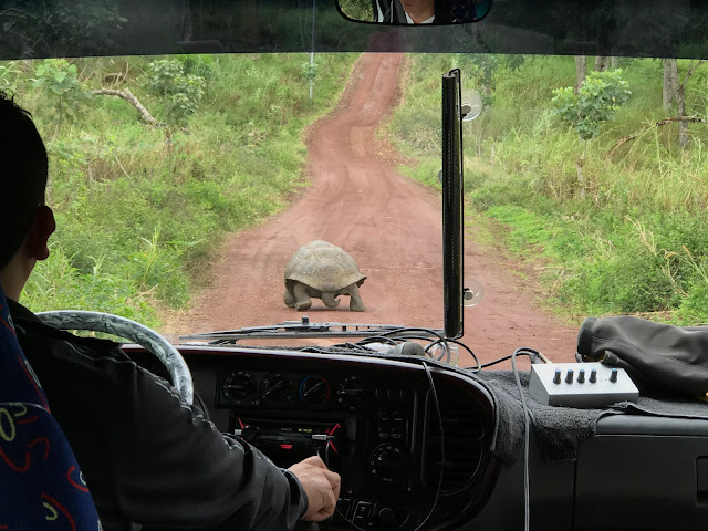 Reserva de tortugas en Isla Santa Cruz, Islas Galápagos