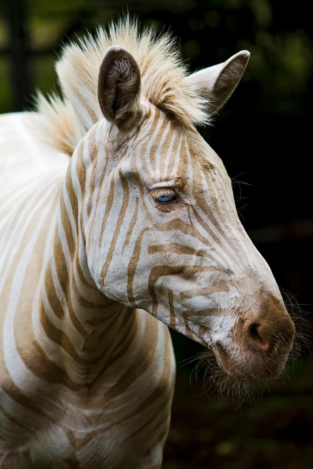 White (Golden) Zebra
