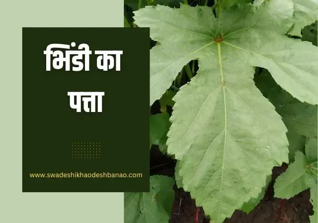 lady finger leaf in Hindi