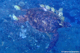 Na Pali Coast Snorkeling Turtle Napali Catamaran Kauai Hawaii