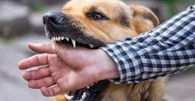 Animal Bite Injury Lawyer in New York, NY: Protecting Your Rights and Seeking Compensation