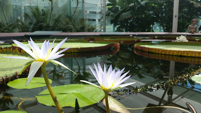 Amazon Waterlily Pavilion, Botanical Gardens.