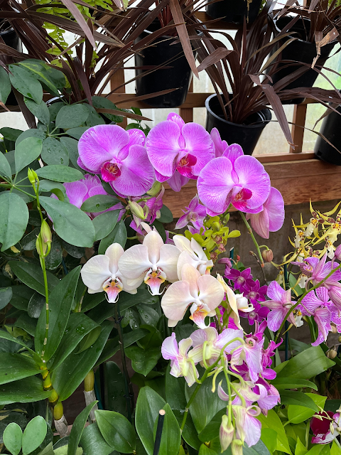 purple and white orchids
