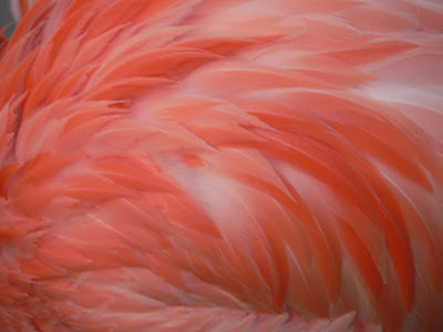 Flamingo Feathers