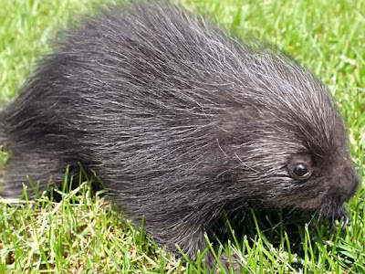 porcupine baby