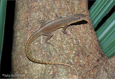 Northern Hispaniolan green Anole