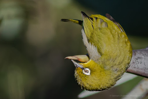 Cape White-Eye : Kirstenbosch National Botanical Garden Bird Species Copyright Vernon Chalmers