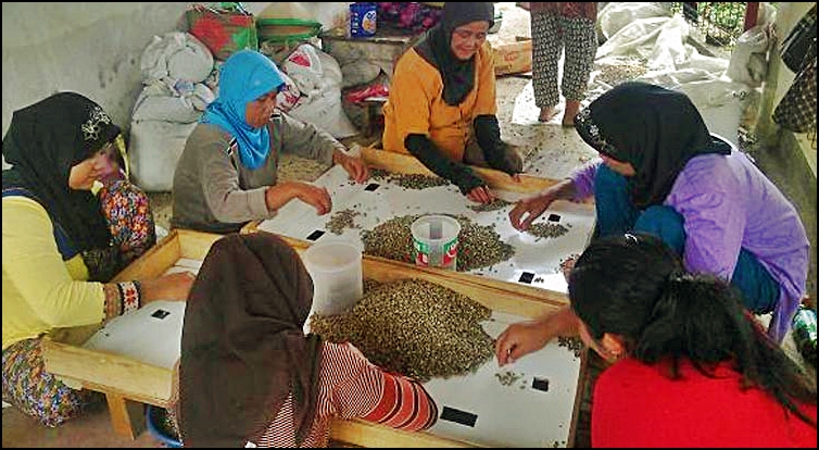 Kopi Luwak Sumedang Tembus Pasar Jepang