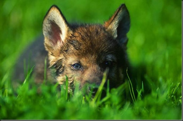 Lindas imagens de animais por Andris Eglitis (21)