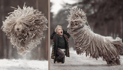 This Giant Furry Dog Playing With A Kid Will Make Your Day