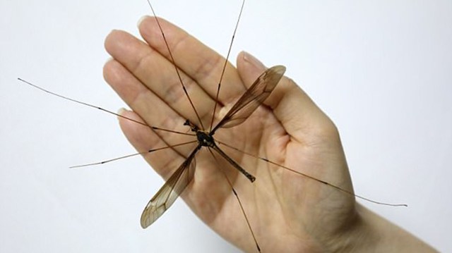 Miren el mosquito más grande del mundo y cómo se alimenta