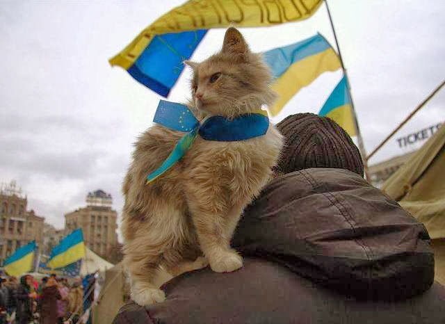 Meanville in Ukraine Cat Protester