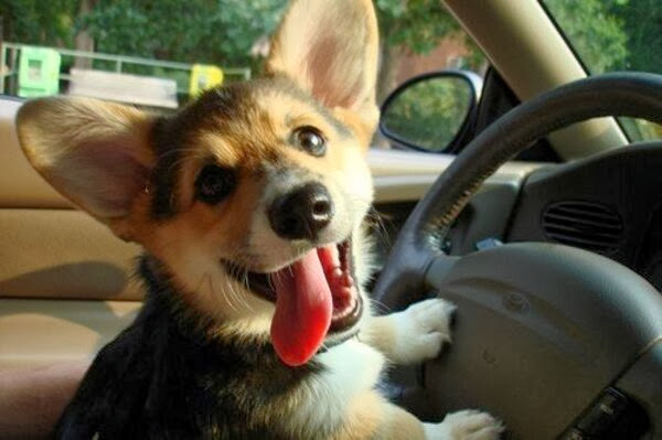 adorable dog pictures, corgi puppy drives a car
