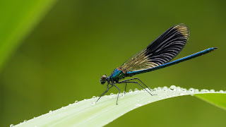 dragonfly habitat 