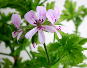 Pelargonium Charity flowers