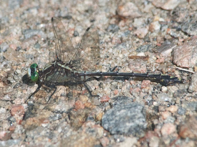 Black-shouldered Spinyleg (Dromogomphus spinosus)