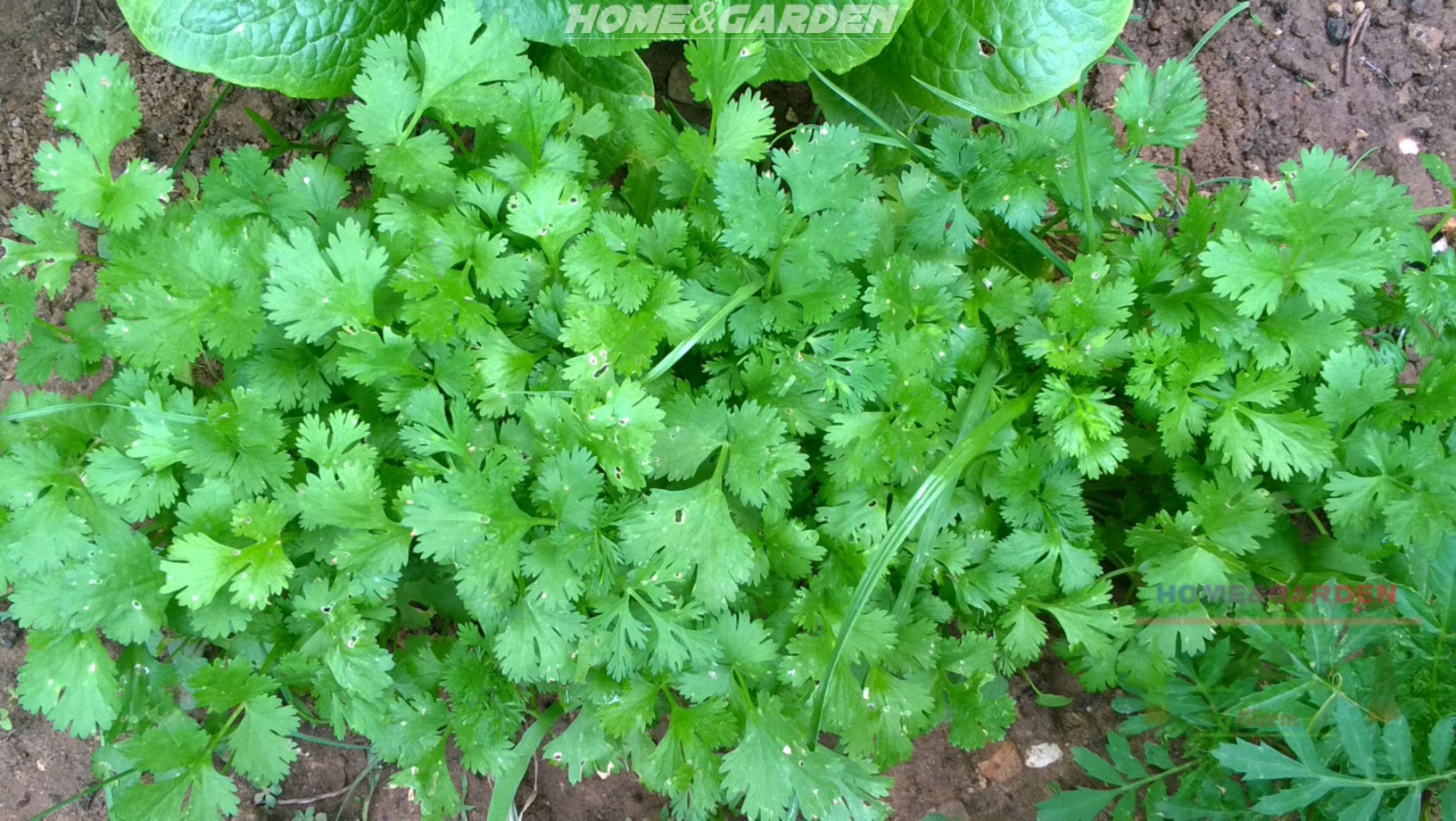 Cilantro (Coriandrum sativum) is an aromatic herb with savory, deep green leaves that are harvested fresh and used to flavor a variety dishes. It is also known as coriander.