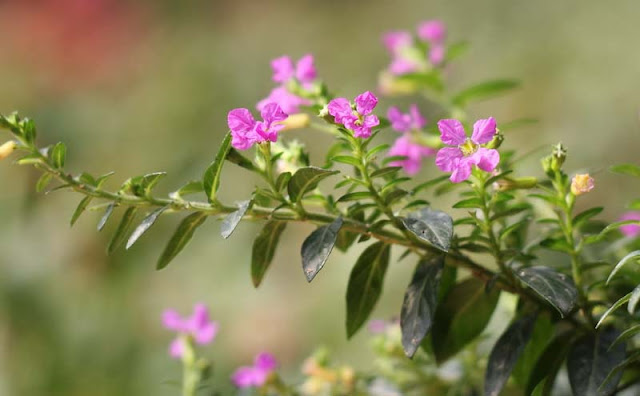 Mexican Heather Flowers Pictures