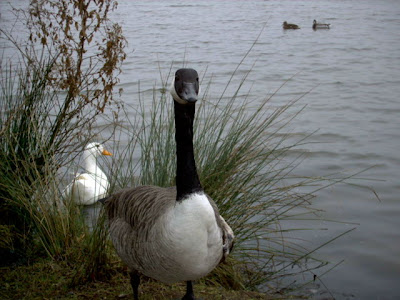 Canada Goose, Branta canadensis