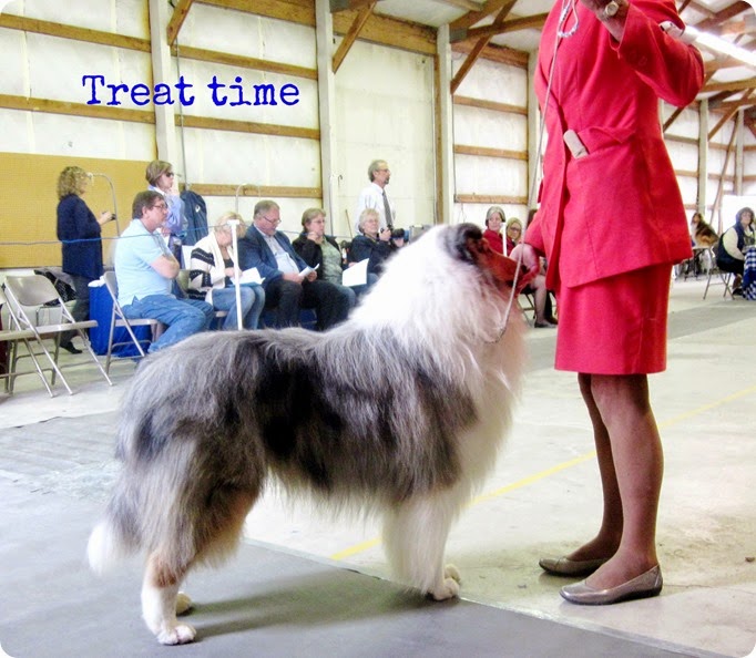 collie show14 036