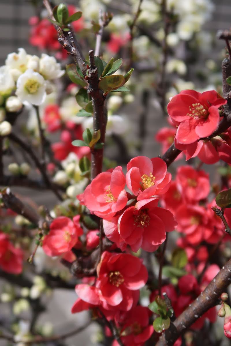 One branch of the red plum tree guarding the garden : 庭を守る紅梅のひと枝