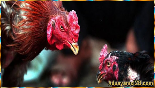 Referensi Situs Judi Sabung Ayam Aman Dan Terpercaya