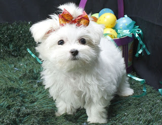 Maltese Puppy Picture